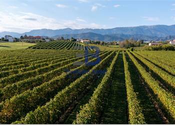 Agricultural Field for Sale in Colle Umberto